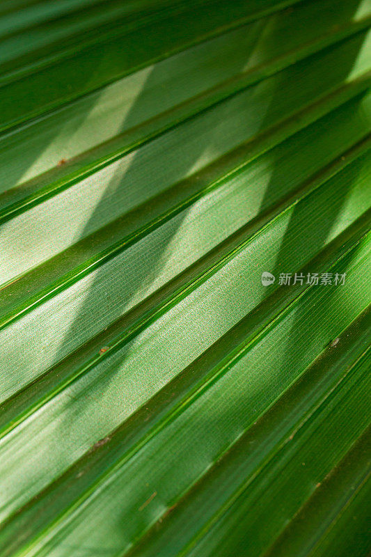 热带棕榈树washingtonia filifera的特写特写和林登(Linden)的明媚阳光，Andre H.Wendi ex de Bary Sort